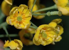 Attēlu rezultāti vaicājumam “Berberidaceae”