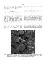 Attēlu rezultāti vaicājumam “Comatricha elegans var. microspora spores”