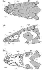 Image result for Huso brevirostrum