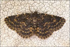 Attēlu rezultāti vaicājumam “Parascotia fuliginaria”