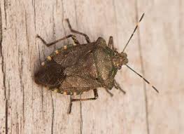 Attēlu rezultāti vaicājumam “Chlorochroa juniperina”