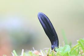 Attēlu rezultāti vaicājumam “Geoglossum sp.”