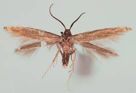 Attēlu rezultāti vaicājumam “Adelidae”