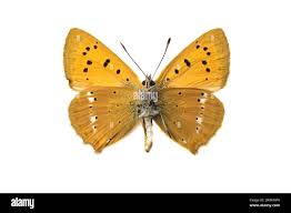 Attēlu rezultāti vaicājumam “Lycaena virgaureae”