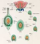 Sexual Reproduction in Angiosperms