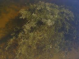 Attēlu rezultāti vaicājumam “Najas flexilis”