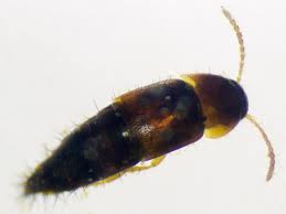 Attēlu rezultāti vaicājumam “Tachyporus sp.”