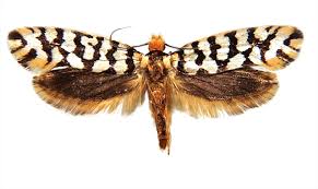 Attēlu rezultāti vaicājumam “Tineidae”