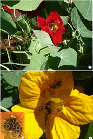 Attēlu rezultāti vaicājumam “Tropaeolum majus”