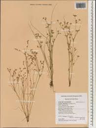 Attēlu rezultāti vaicājumam “Juncus nastanthus”