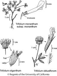 Attēlu rezultāti vaicājumam “Trifolium dubium fruit”