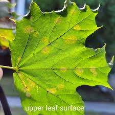Attēlu rezultāti vaicājumam “Sawadaea tulasnei”