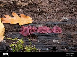 Attēlu rezultāti vaicājumam “Ascocoryne cylichnium”