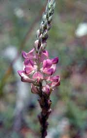 Image result for Onobrychis viciifolia
