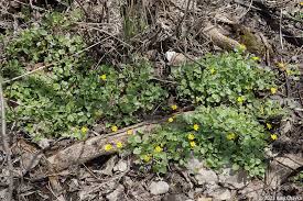 Attēlu rezultāti vaicājumam “Ficaria verna leaf”