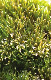 Attēlu rezultāti vaicājumam “Eucladium verticillatum”