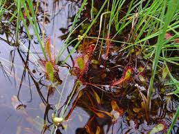 Attēlu rezultāti vaicājumam “Drosera anglica leaf”