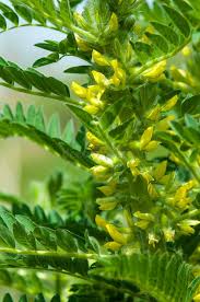 Attēlu rezultāti vaicājumam “Astragalus glycyphyllos flower”
