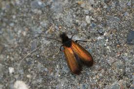 Attēlu rezultāti vaicājumam “Adela cuprella”