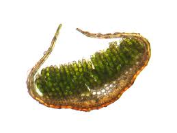 Attēlu rezultāti vaicājumam “Polytrichum piliferum sporophyte”