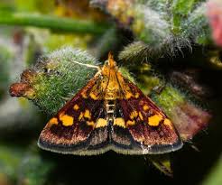 Attēlu rezultāti vaicājumam “Pyrausta aurata”