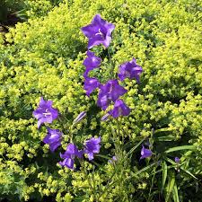 Image result for Campanula persicifolia