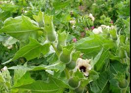 Attēlu rezultāti vaicājumam “Hyoscyamus niger flower”