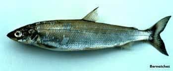 Image result for Coregonus artedi