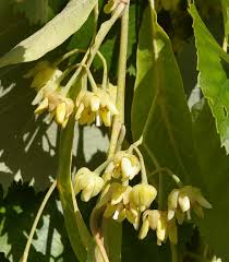 Attēlu rezultāti vaicājumam “Tilia tomentosa flower”