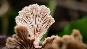 Attēlu rezultāti vaicājumam “Brefeldia maxima macro”