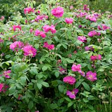 Image result for Rosengewächse