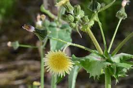 Attēlu rezultāti vaicājumam “Sonchus oleraceus bud”