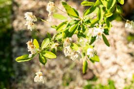 Attēlu rezultāti vaicājumam “Exochorda giraldii var. wilsonii”