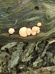 Attēlu rezultāti vaicājumam “Lycogala irregulare”