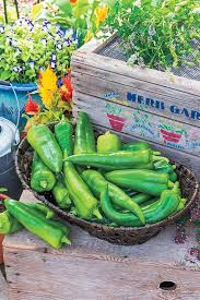 Afbeeldingsresultaat voor cayenne blend hot pepper