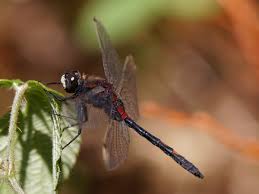 Attēlu rezultāti vaicājumam “Leucorrhinia dubia male”
