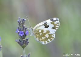 Attēlu rezultāti vaicājumam “Pontia edusa”