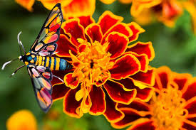 Attēlu rezultāti vaicājumam “Tagetes flower”
