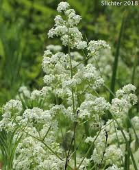 Attēlu rezultāti vaicājumam “Galium boreale leaf”
