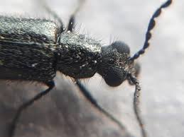 Attēlu rezultāti vaicājumam “Dasytes caeruleus imago”