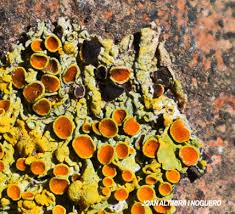 Attēlu rezultāti vaicājumam “Xanthoriicola physciae”