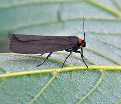 Attēlu rezultāti vaicājumam “Atolmis rubricollis”