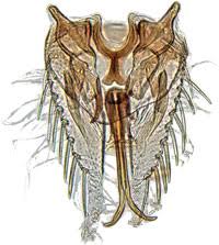 Attēlu rezultāti vaicājumam “Macrosteles sp. imago”