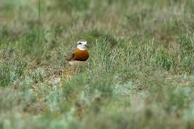Image result for Charadrius asiaticus