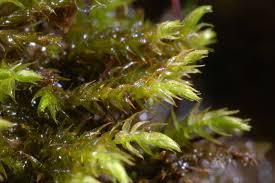 Attēlu rezultāti vaicājumam “Hygroamblystegium tenax”