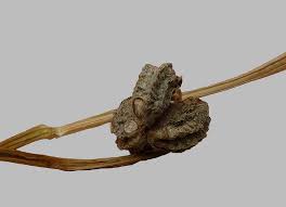 Attēlu rezultāti vaicājumam “Tropaeolum majus fruit”