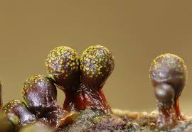 Attēlu rezultāti vaicājumam “Trichia botrytis var. cerifera spores”