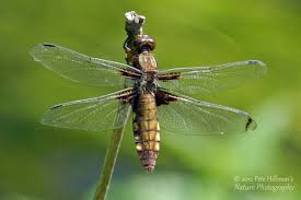 Attēlu rezultāti vaicājumam “Libellula depressa female”