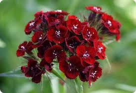 Image result for Dianthus barbatus