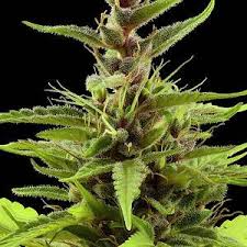 Attēlu rezultāti vaicājumam “Carex pseudocyperus male flower”